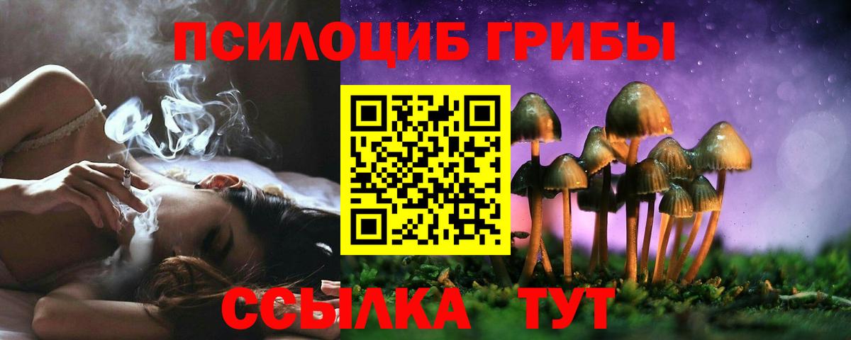 Галлюциногенные грибы Psilocybe Кузнецк