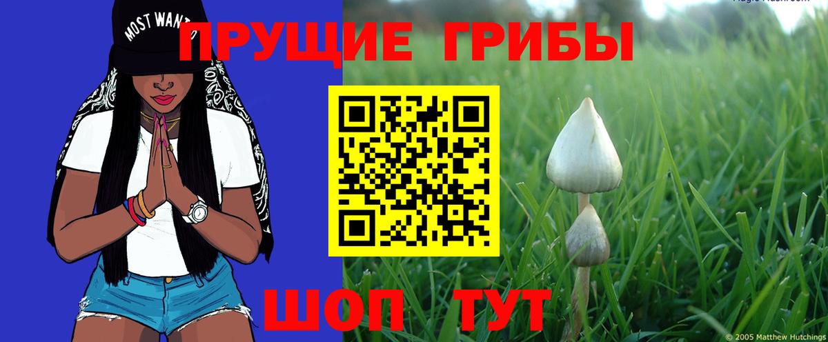 Кузнецк  где можно купить   Вход с VPN  Галлюциногенные грибы прущие грибы 